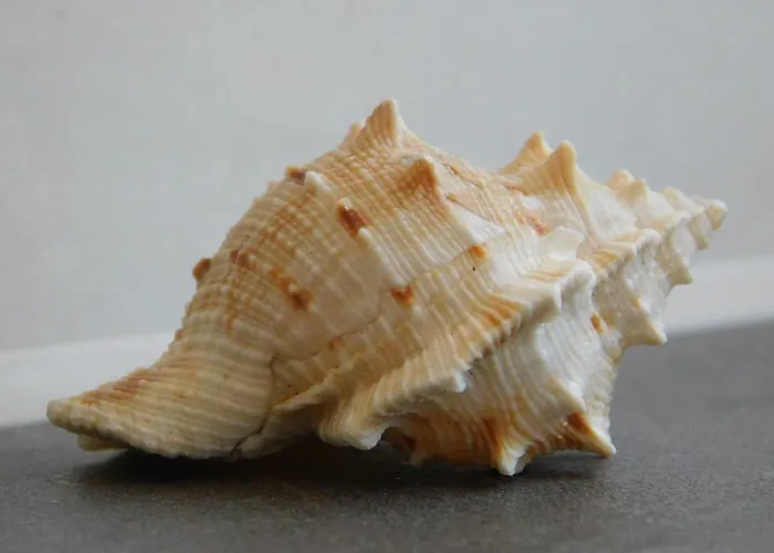 Anno1875 Ferienhaus *